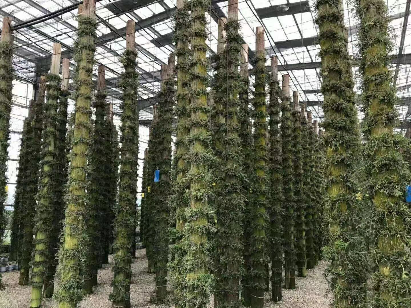 石斛种植